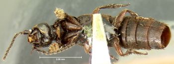 Media type: image;   Entomology 7290 Aspect: habitus ventral view